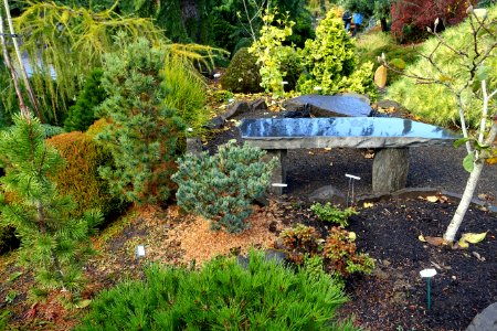 American Conifer Society Reference Garden - Oregon Garden - Silverton, Oregon - DSC00253