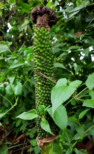 Amorphophallus paeoniifolius fruits (Philippines)