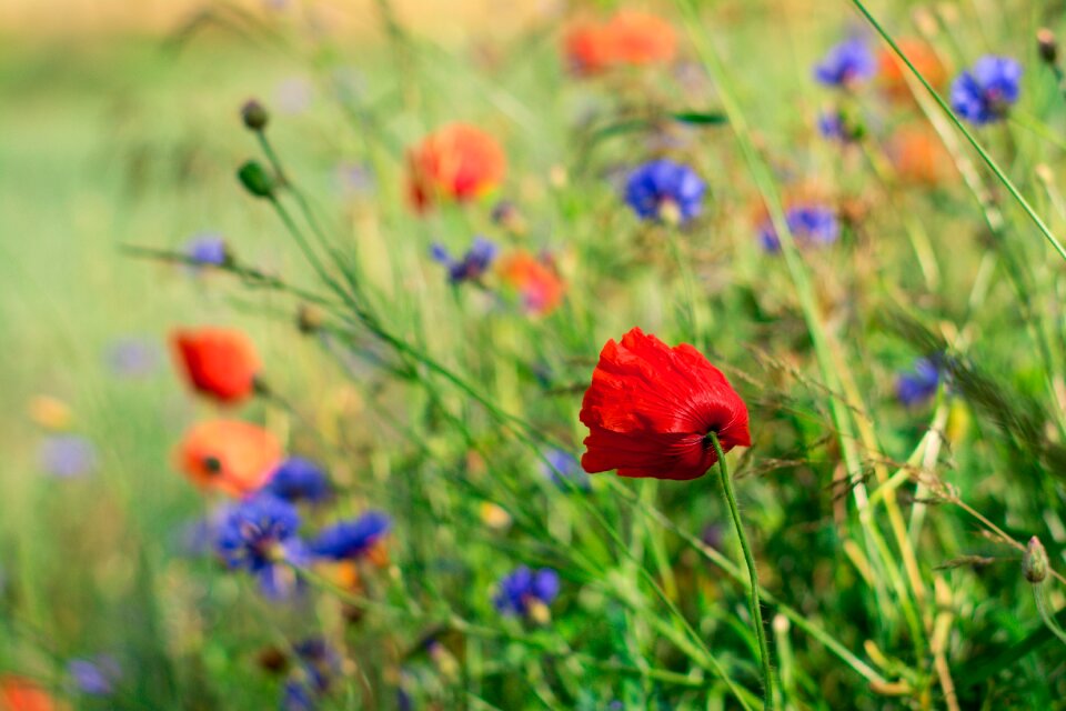 Meadow spring garden