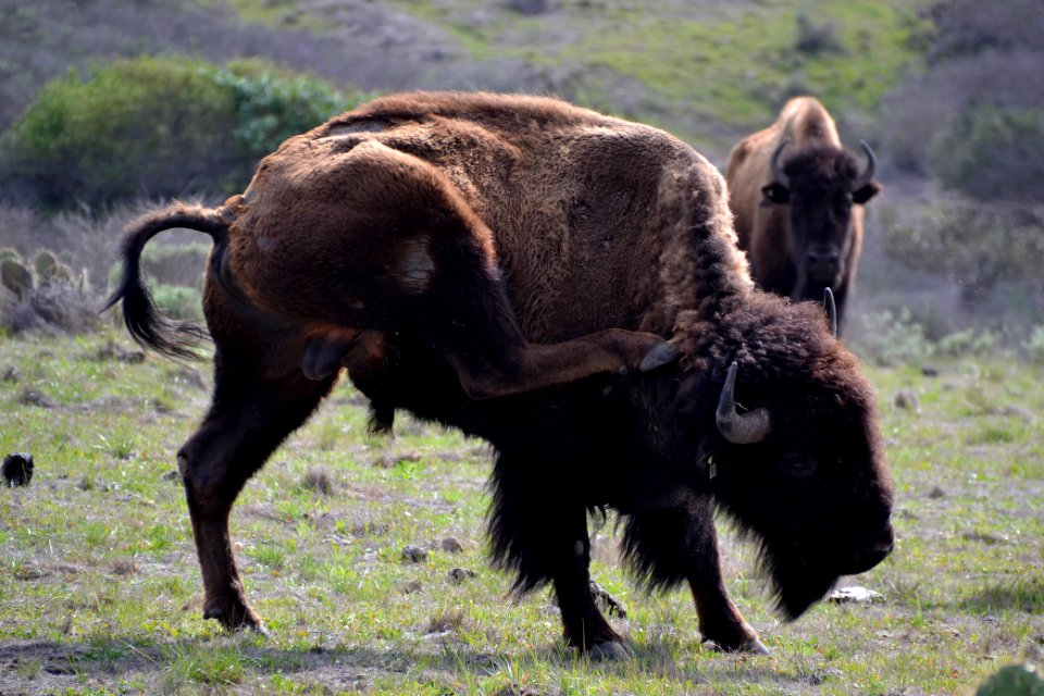American Bison (Bison bison) Catalina (2) 01