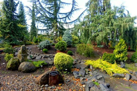 American Conifer Society Reference Garden - Oregon Garden - Silverton, Oregon - DSC00242