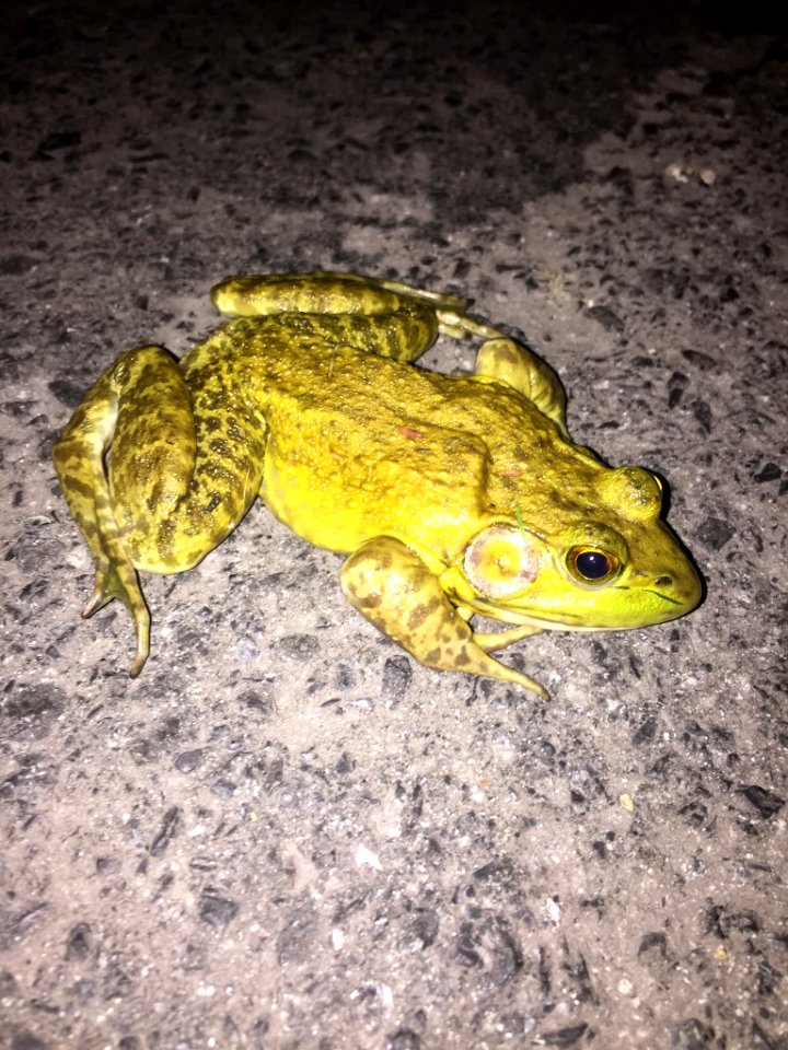 American Bullfrog Durham NC