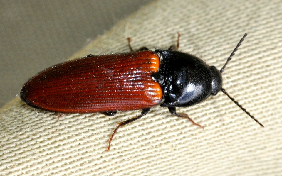 Ampedus-pomorum-01-fws