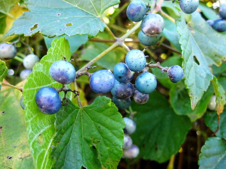 Ampelopsis glandulosa var brevipedunculata, 2019-11-02, South Side, 01