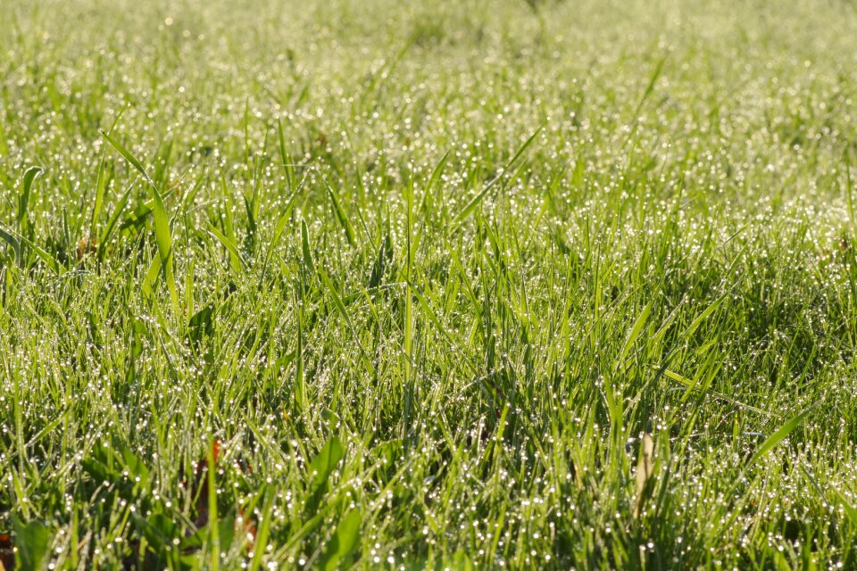 Meadow morning drops