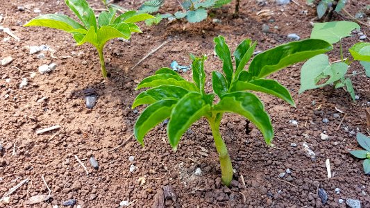 Amorphophallus paeoniifolius seedling (Philippines)