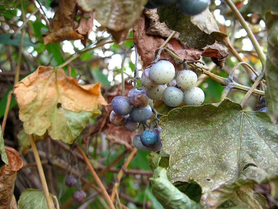 Ampelopsis glandulosa var brevipedunculata, 2019-11-11, South Side Slopes