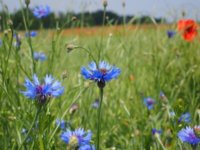 Blossom bloom blue