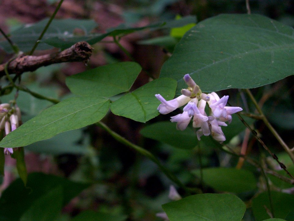 Amphicarpaea bracteata, 2015-08-25, Bird Park, 02