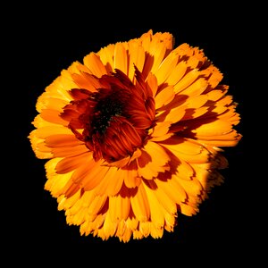 Black background colorful bloom