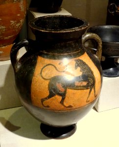 Amphora depicting a lion, Attic black figure, c. 570 BC, terracotta - Spurlock Museum, UIUC - DSC05902 photo