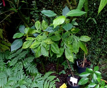 Amorphophallus muelleri - Botanischer Garten - Heidelberg, Germany - DSC00993
