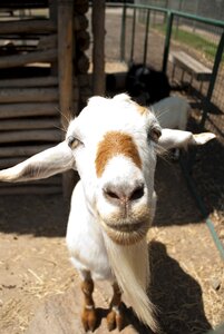 Goat animals animal world