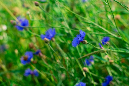 Blue plants fields