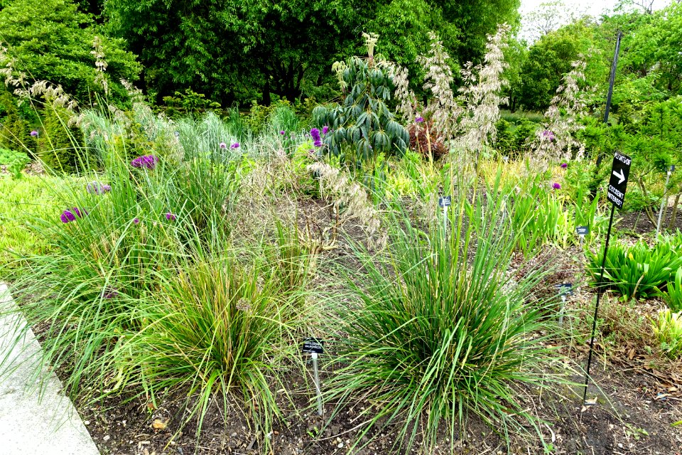 Ampelodesmos mauritanicus - Hillier Gardens - Romsey, Hampshire, England - DSC04593