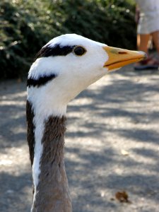 Anser indicus, head photo