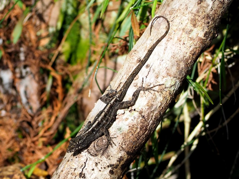 Anolis sagrei 108645767
