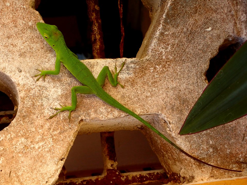 Anolis garmani 01