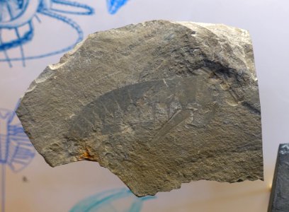 Anomalocaris, Burgess Shale - Redpath Museum - McGill University - Montreal, Canada - DSC07936