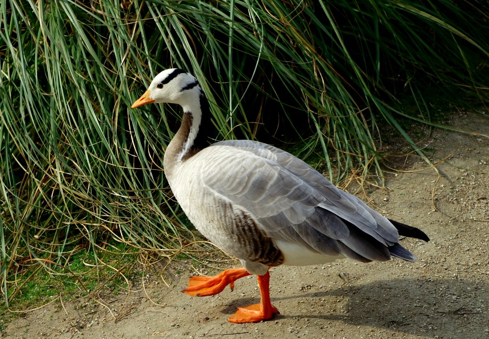 Anser indicus (captive)