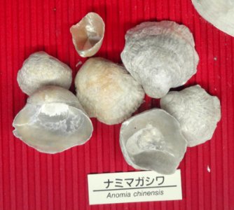 Anomia chinensis - Osaka Museum of Natural History - DSC07793