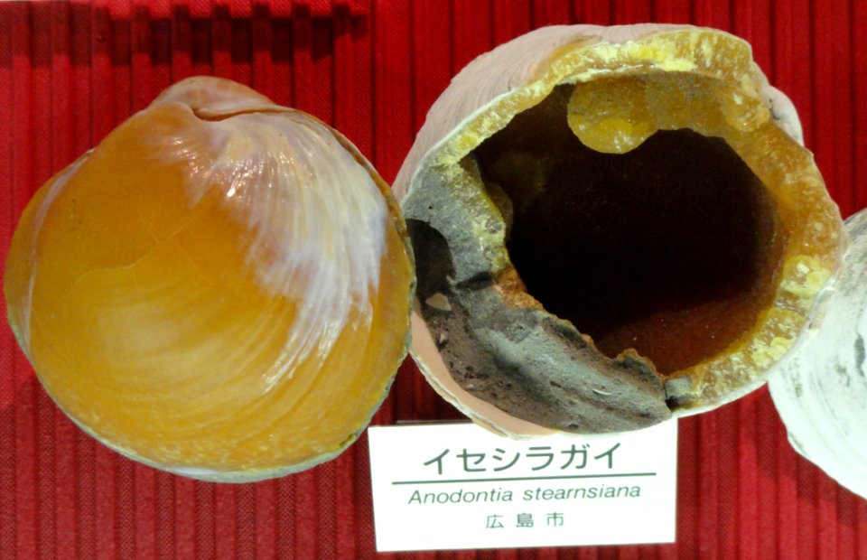 Anodontia stearnsiana - Osaka Museum of Natural History - DSC07788