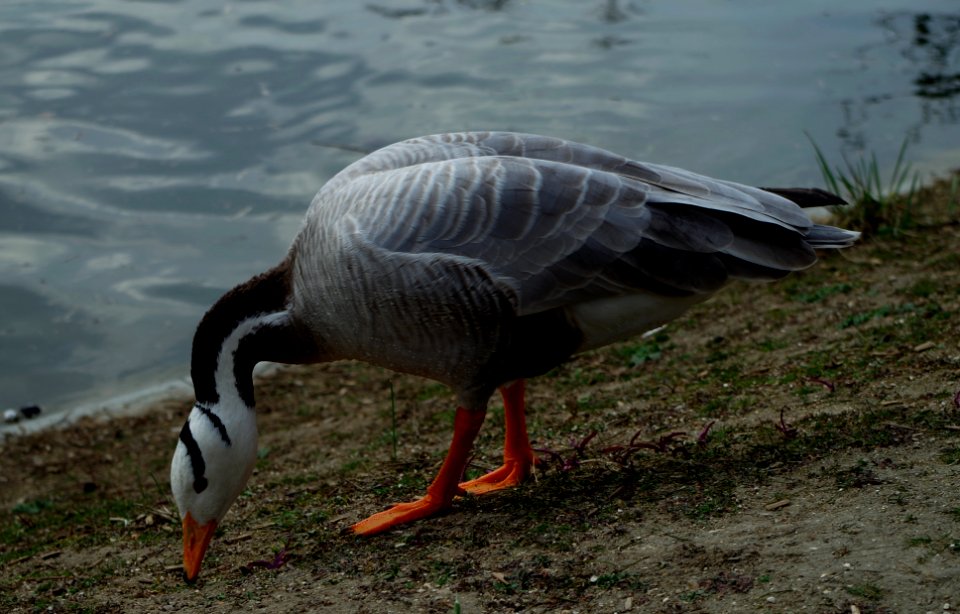 Anser indicus au Parc Montsouris