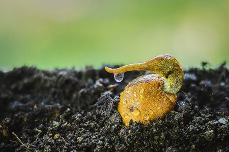 Germinate pullulate grow
