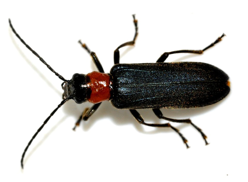 Anogcodes-fulvicollis-09-fws