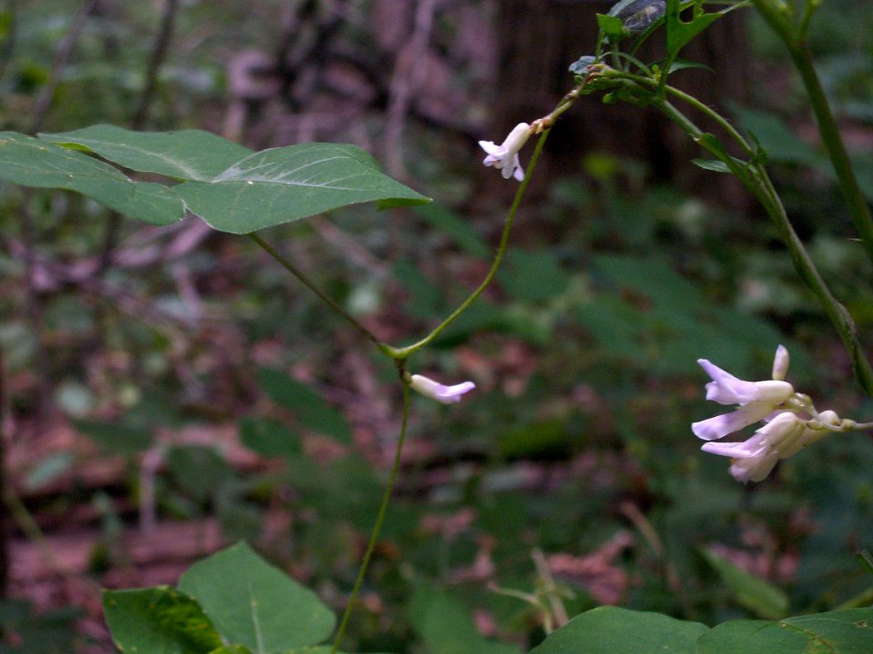 Amphicarpaea bracteata, 2015-08-25, Bird Park, 04