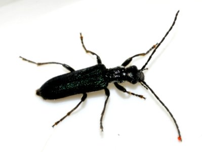 Anogcodes-fulvicollis-01-fws