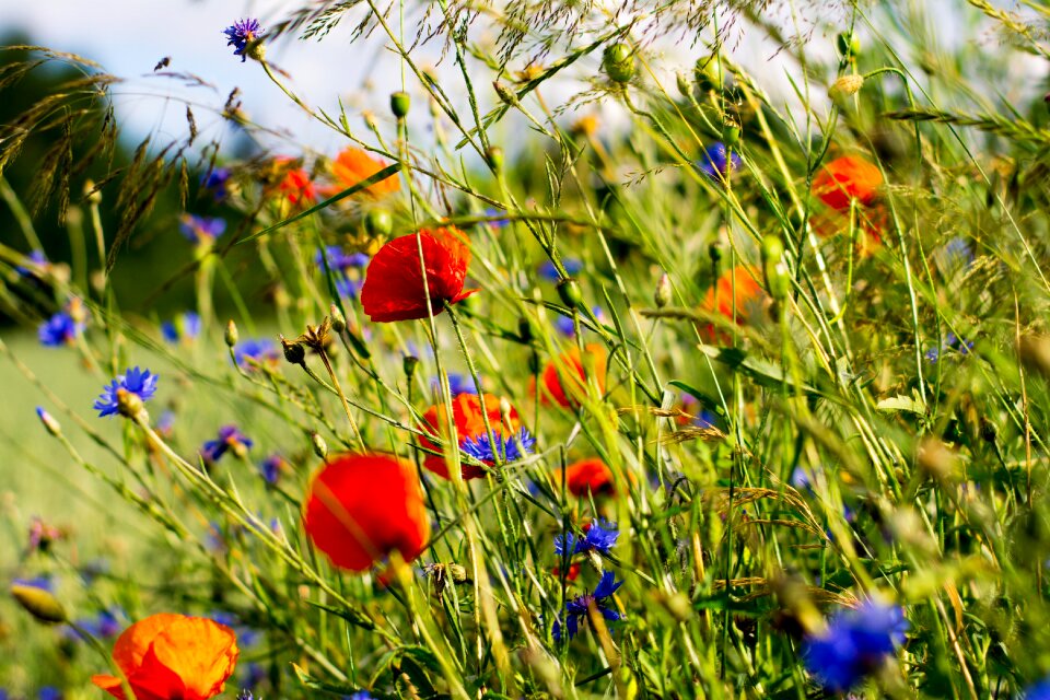 Meadow spring garden photo