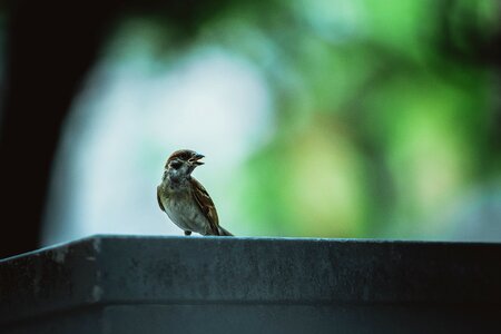 Macro perched sparrow