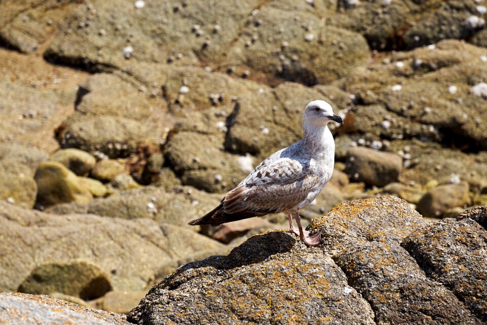 Animal sea ornithology