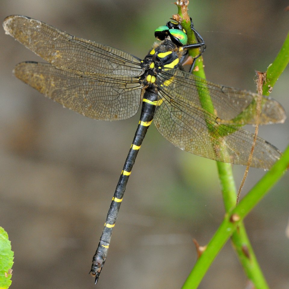 Anotogaster sieboldii(Female,Japan,2018.08.26)