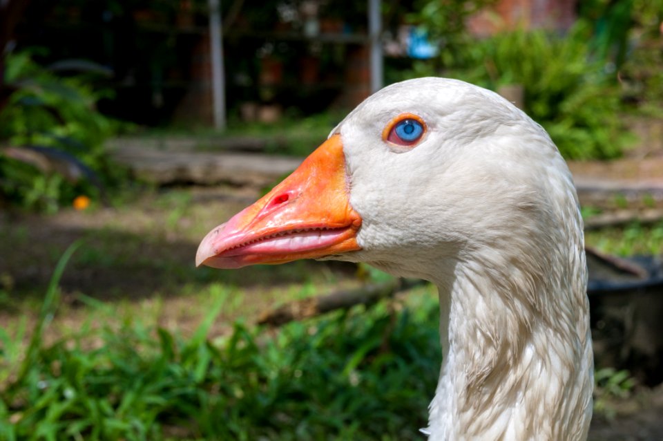 Anser anser domesticus 2