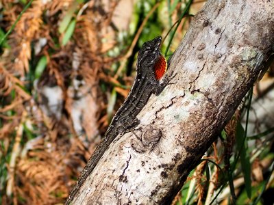 Anolis sagrei 108645763