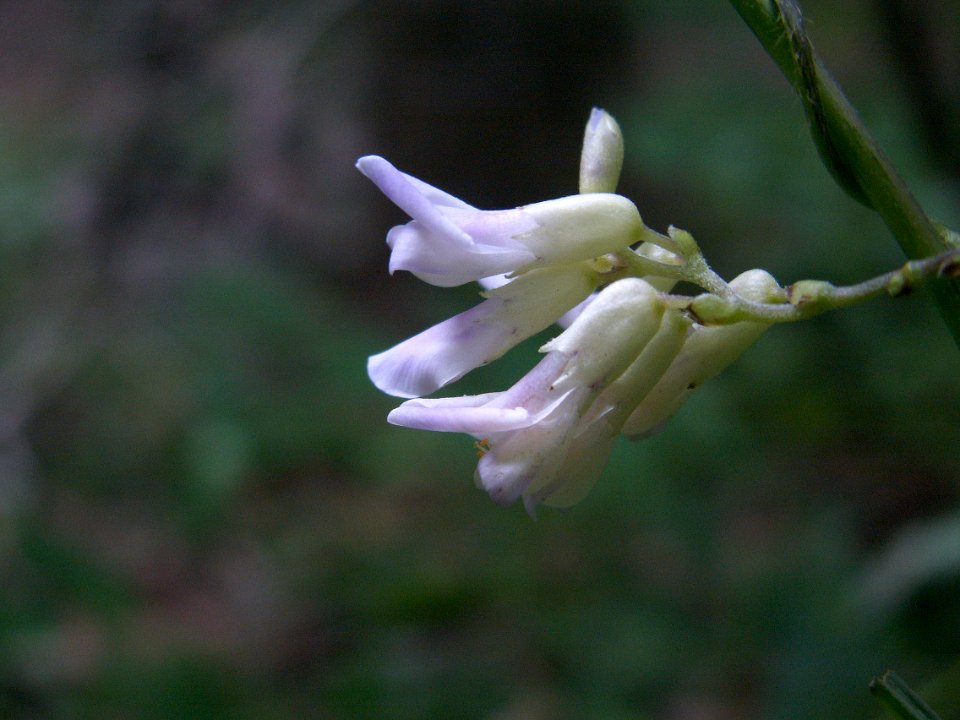 Amphicarpaea bracteata, 2015-08-25, Bird Park, 05
