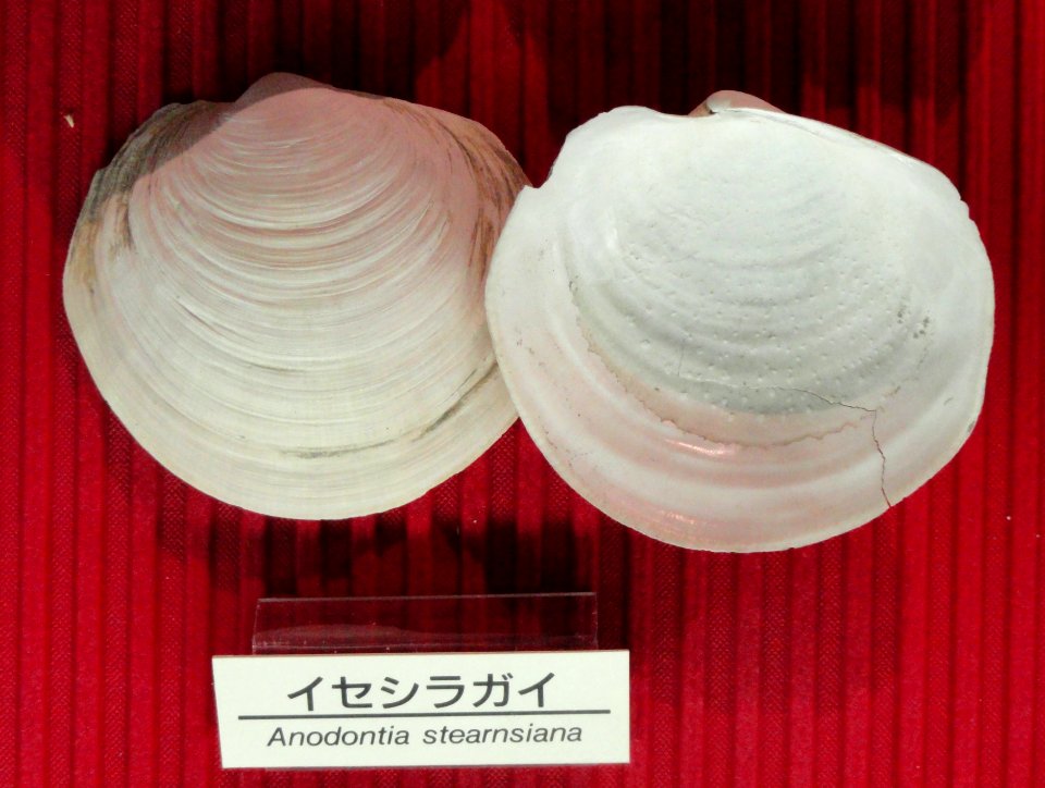 Anodontia stearnsiana - Osaka Museum of Natural History - DSC07787