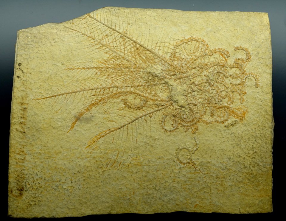 Antedon pinnatus - Museum fur Naturkunde, Berlin - DSC09961