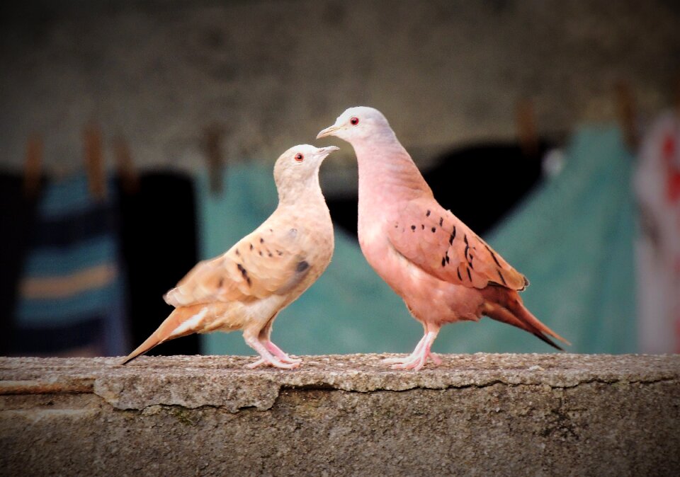 Bird couple birds wall photo