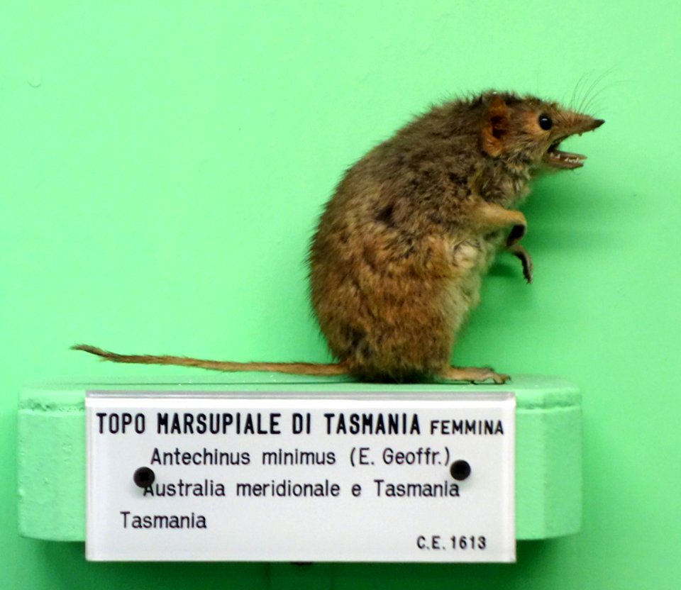 Antechinus minimus (female) - Museo Civico di Storia Naturale Giacomo Doria - Genoa, Italy - DSC02982