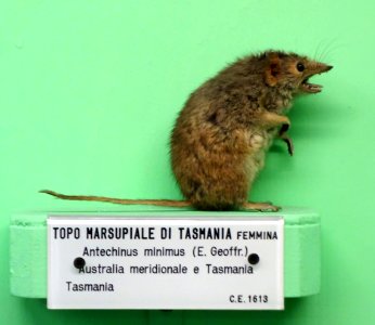 Antechinus minimus (female) - Museo Civico di Storia Naturale Giacomo Doria - Genoa, Italy - DSC02982