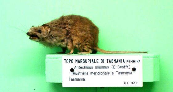 Antechinus minimus (female) - Museo Civico di Storia Naturale Giacomo Doria - Genoa, Italy - DSC02983