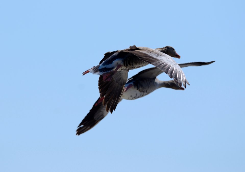 Anser anser flight1