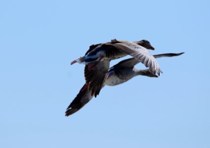 Anser anser flight1