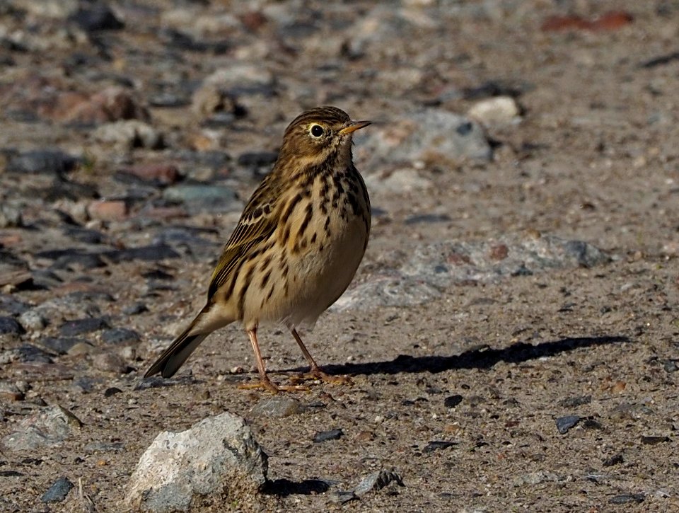 Anthus pratensis Oulu Finland 2020-09-19
