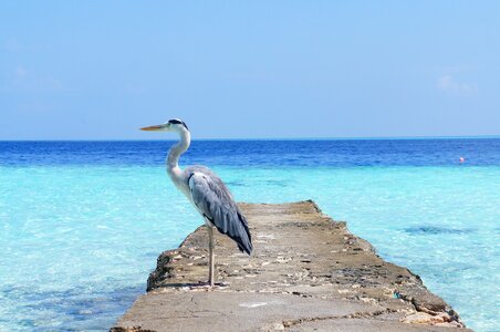 Bird wildlife ocean