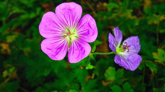 Bloody crane's-bill bloody cranes bill bloody geranium photo