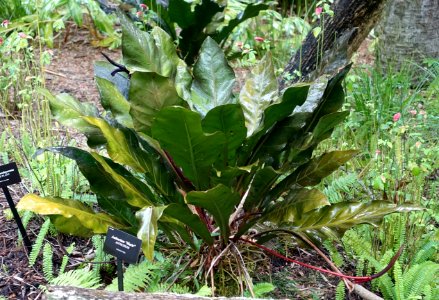 Anthurium x Marie - McKee Botanical Garden - Vero Beach, Florida - DSC03118
